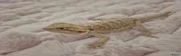 Bearded Dragon reptiles for sale: 100%Het Zero Bearded Dragon baby's  - Advert 7