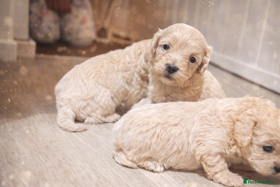 Maltipoo dogs for sale: Korean maltipoo luxury teddy 3 boys  - Advert 8
