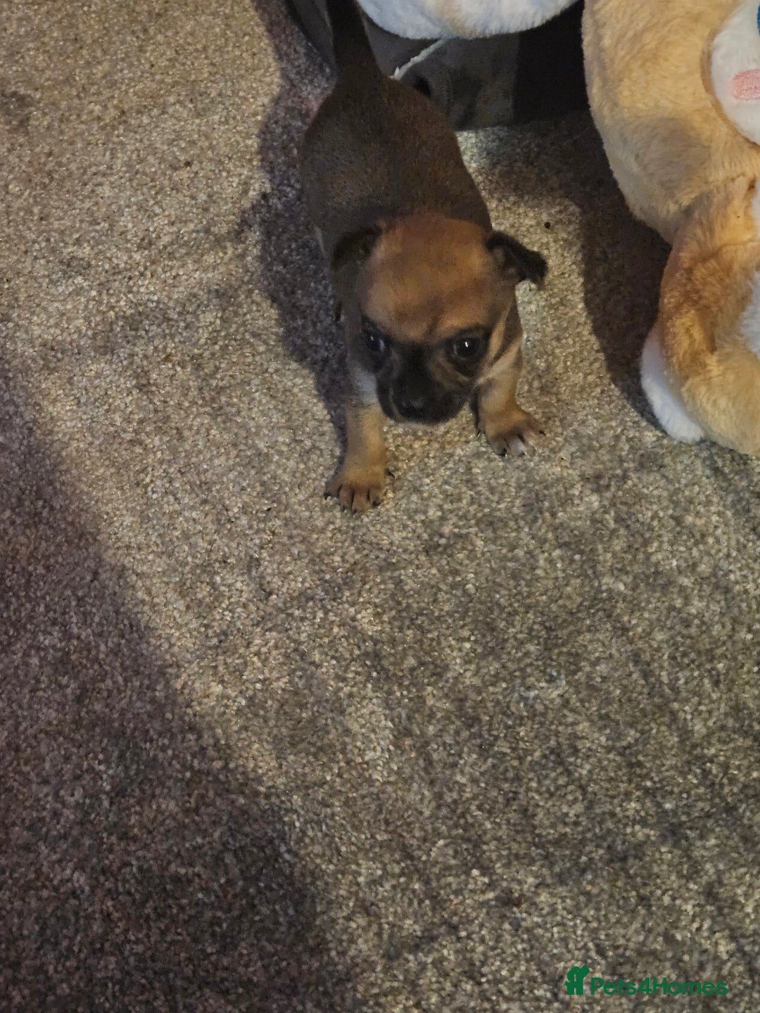 Chihuahua dogs for sale: 2x 13 old week beautiful Chihuahua Pups for sale  - Advert 22