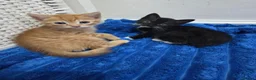 American Shorthair cats for sale: Ginger Male 8 Week Old Kitten - Advert 31