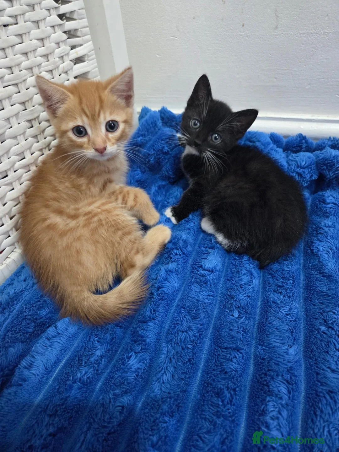 American Shorthair cats for sale: Ginger Male 8 Week Old Kitten - Advert 31