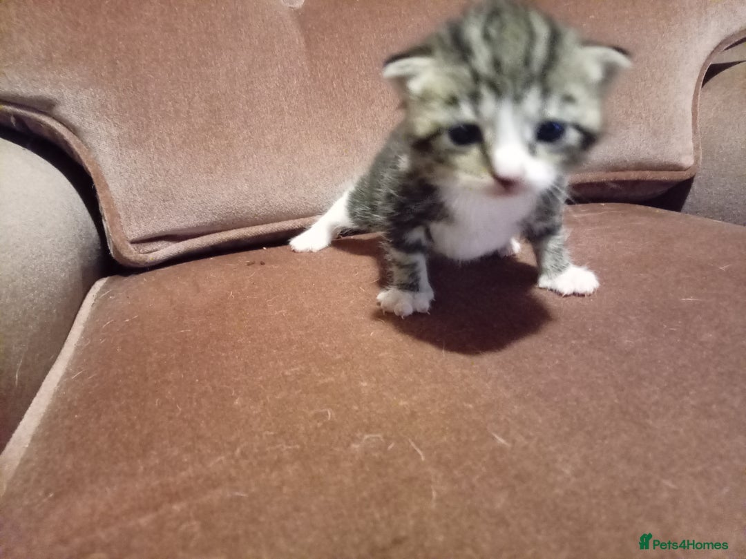 Mixed Breed cats for sale: Four mixed breed British short kittens - Image 28