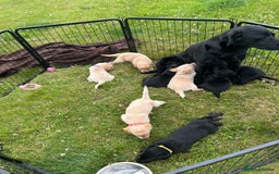 Labrador Retriever dogs for sale: Working Labrador Puppies  - Image 21