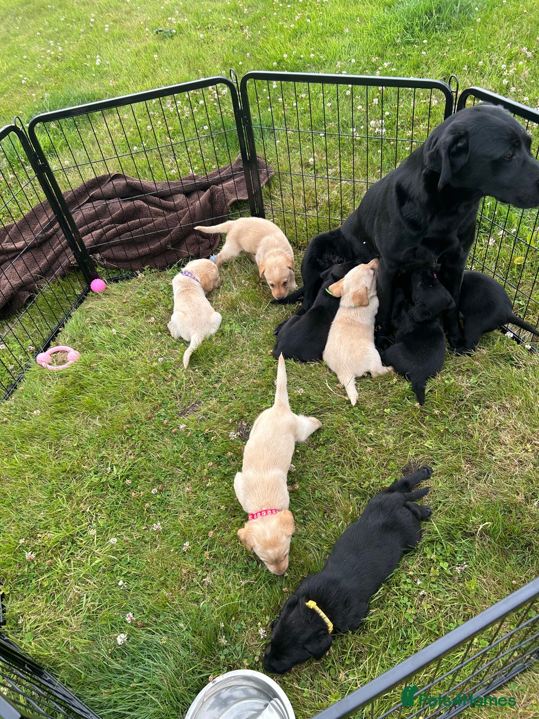 Labrador Retriever dogs for sale: Working Labrador Puppies  - Image 21