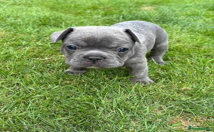 French Bulldog dogs - Advert 2