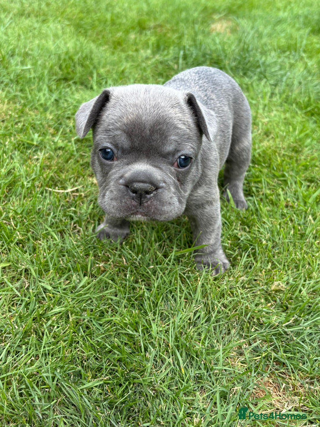French Bulldog dogs for sale: Gorgeous French Bulldog Puppies. - Image 2