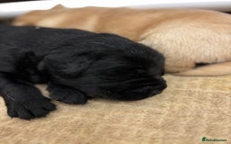 Labrador Retriever dogs for sale: Show Chunky Black & Yellow Labradors  - Advert 4