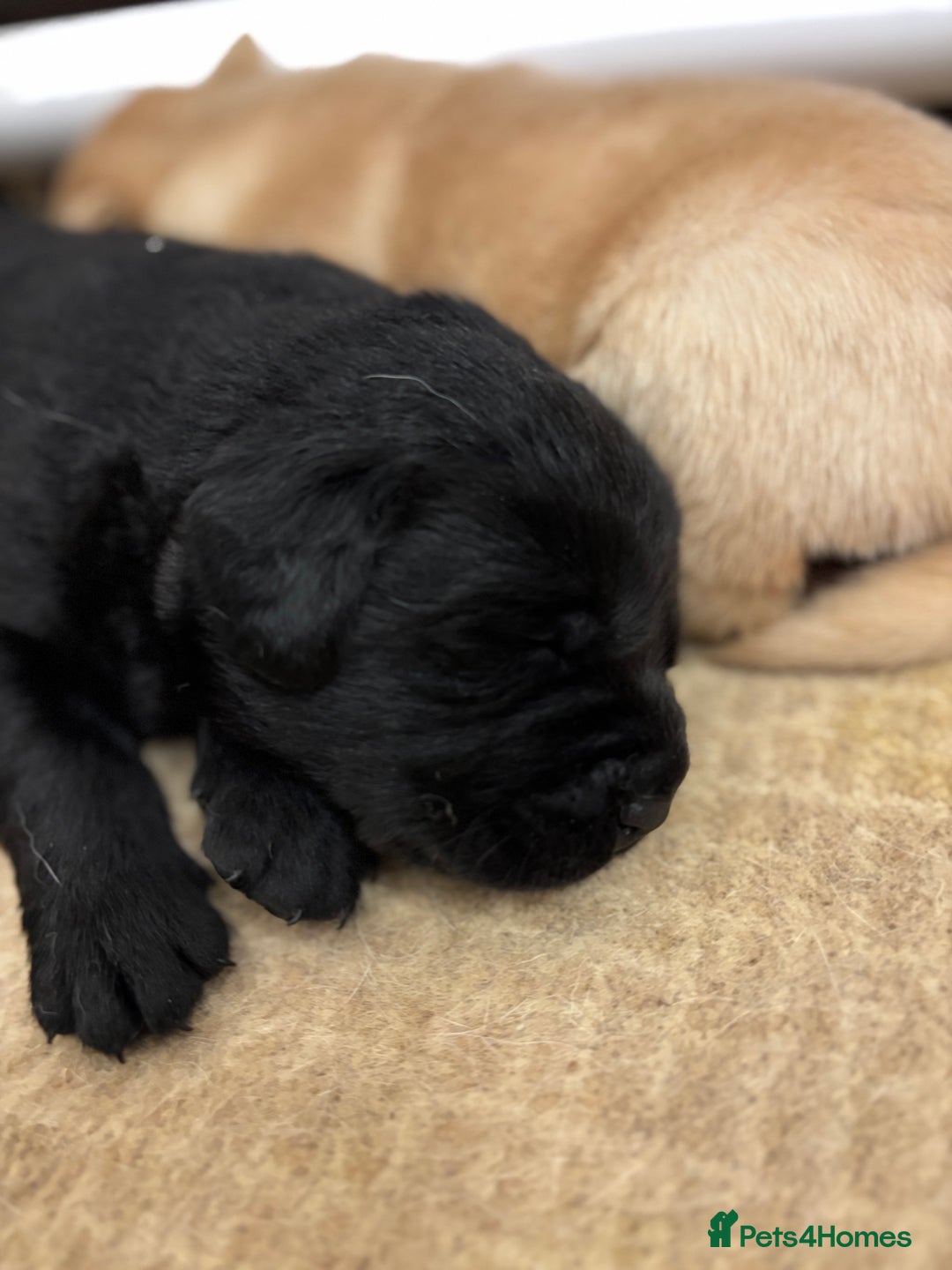 Labrador Retriever dogs for sale: Show Chunky Black & Yellow Labradors  - Advert 4