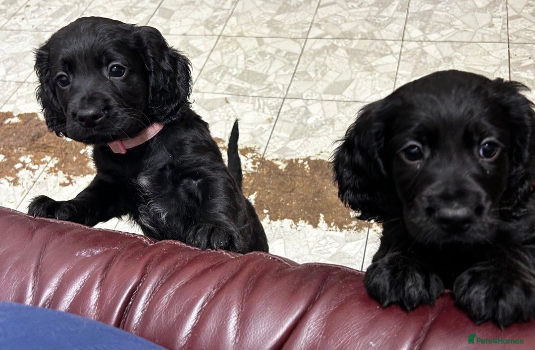 Cocker Spaniel dogs for sale: ✨ Cuddles Await from our Cocker Spaniel Pups  - Advert 22