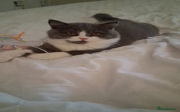 British Shorthair cats for sale: British Shorthair  - Image 6