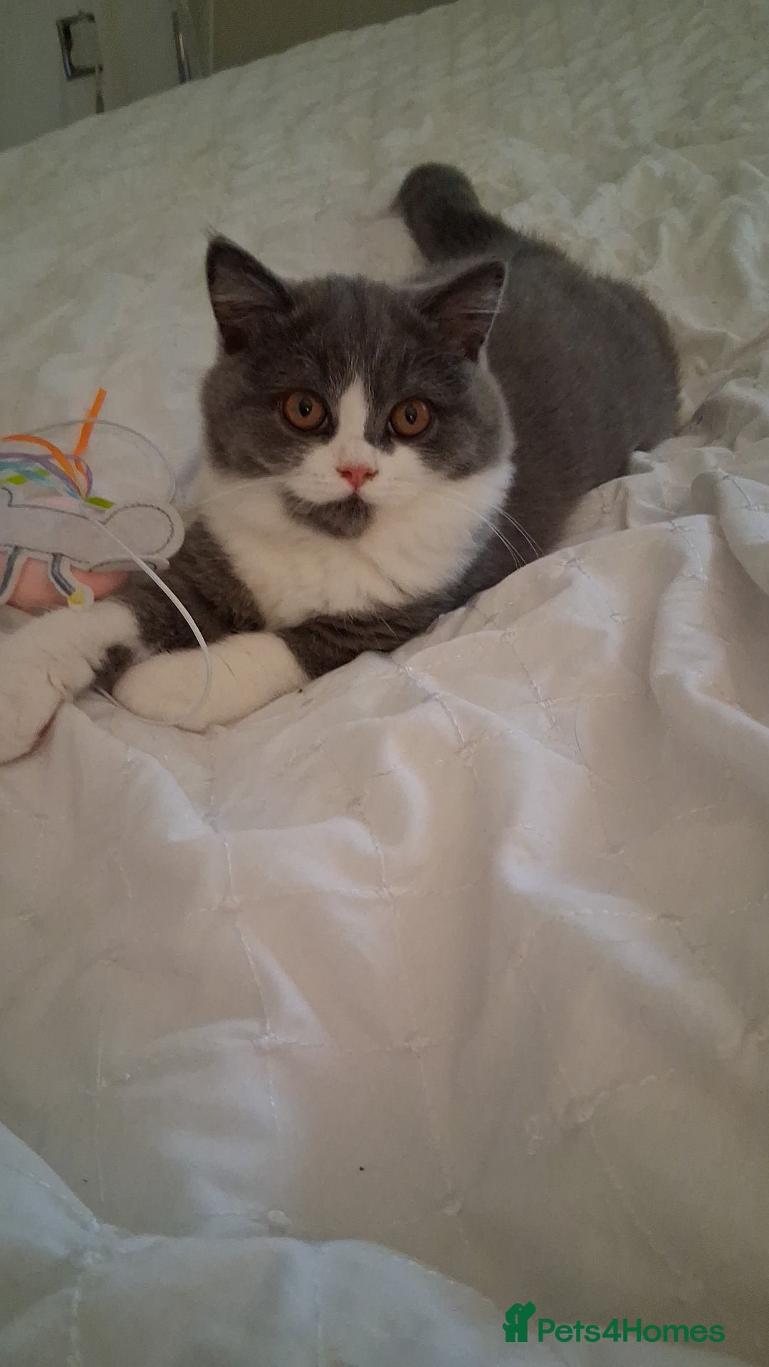 British Shorthair cats for sale: British Shorthair  - Image 6