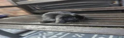 Mini Lop rabbits for sale: Mini lop babies for sale  - Advert 9