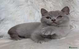 British Shorthair cats for sale: Amazing loving British shorthair kittens  - Image 4