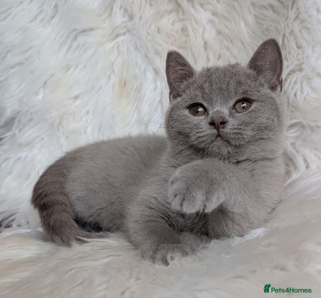 British Shorthair cats for sale: Amazing loving British shorthair kittens  - Image 4