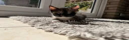 European cats for sale: 2 little kittens  - Advert 2