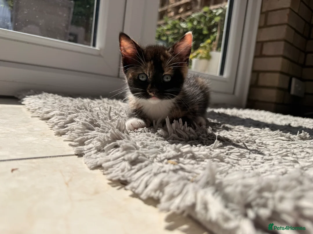 European cats for sale: 2 little kittens  - Advert 2