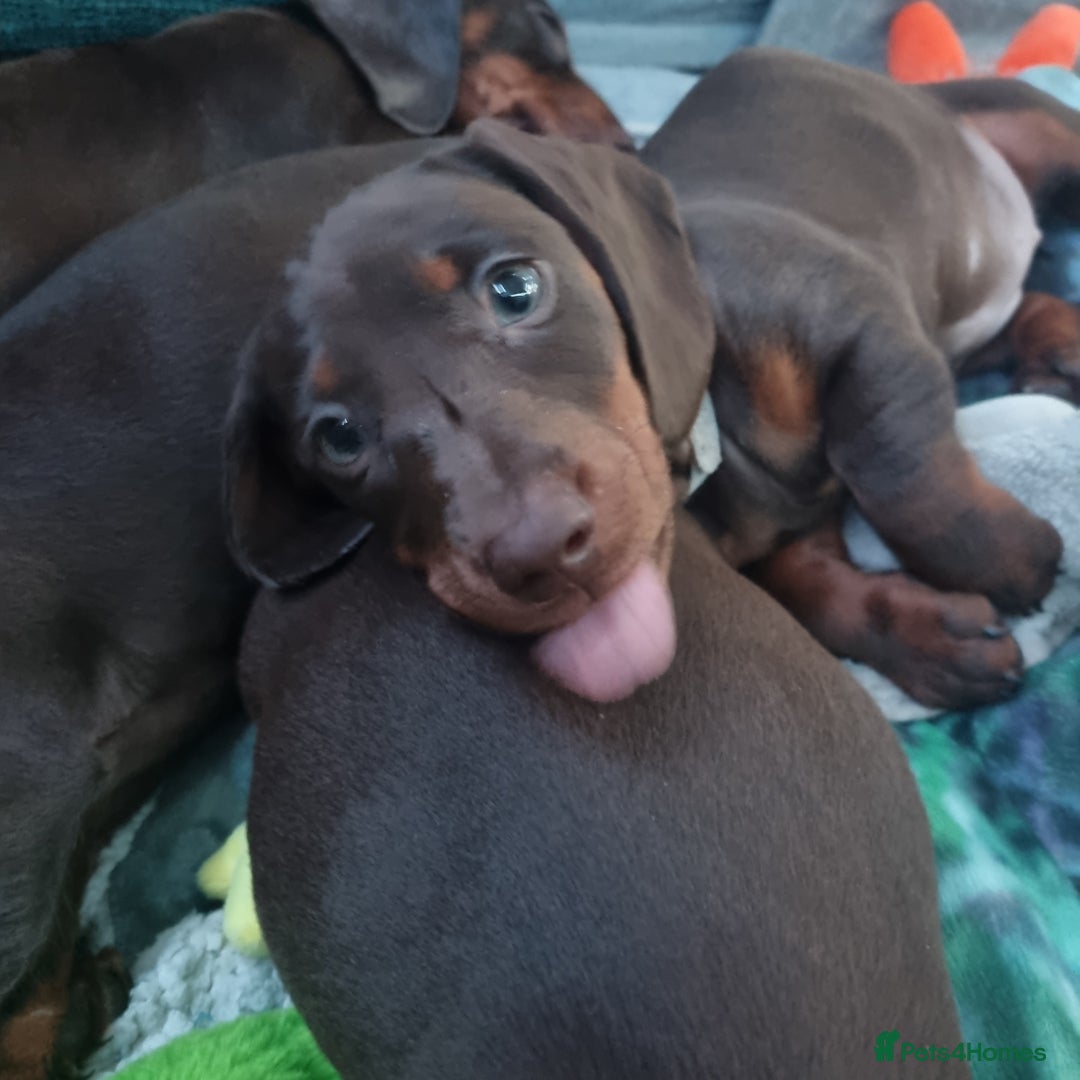 Miniature Dachshund dogs for sale: Mini Dachshund Puppies - Image 7