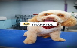 Cockapoo dogs for stud: Thundi - Image 2