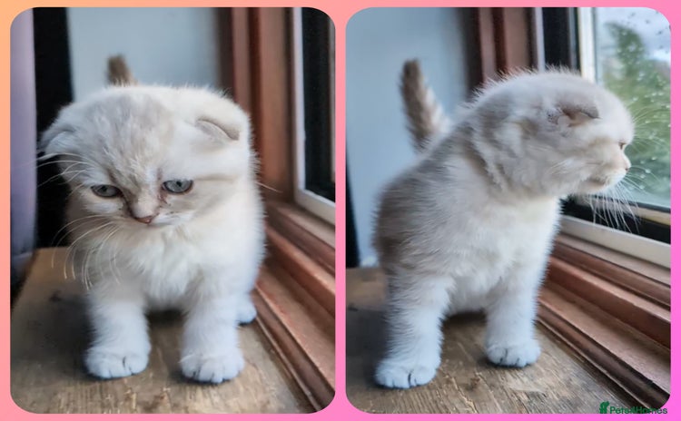 Scottish Fold cats - Advert 10