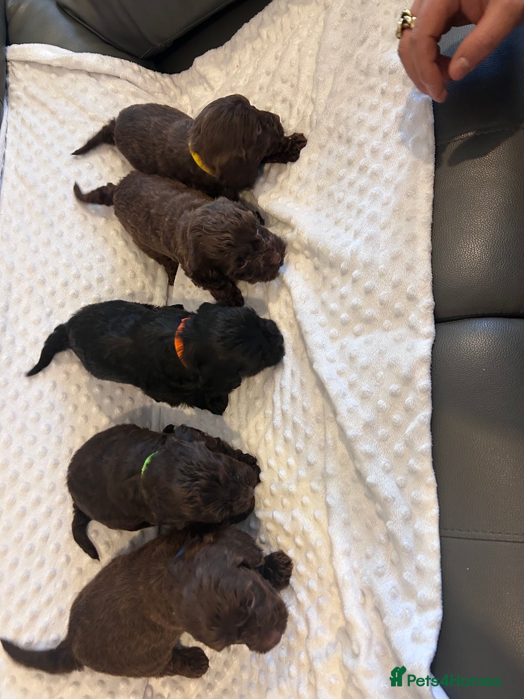 Cockapoo dogs for sale: Cockapoo puppies  - Advert 2