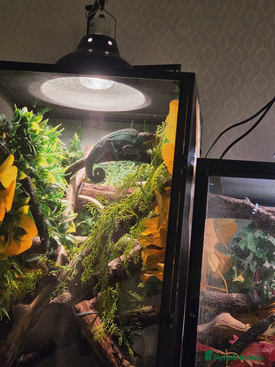 Chameleon reptiles for sale: Nosy B Chameleon  - Advert 11