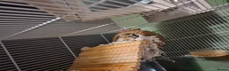 Gerbil rodents for sale: Young male gerbil in Southampton - Advert 4