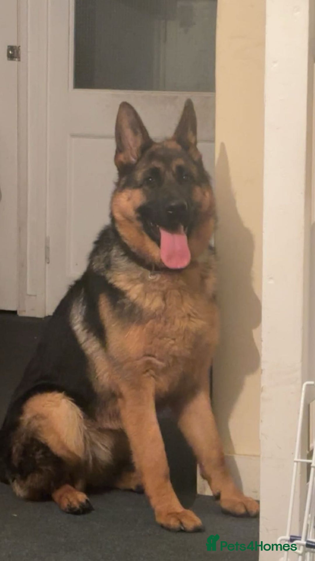 German Shepherd dogs for sale: Long Hair German Shepherd- Female 9 months  - Advert 1