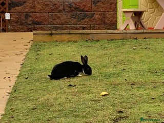 Rex rabbits for sale: Male Rex rabbit for sale - Advert 1