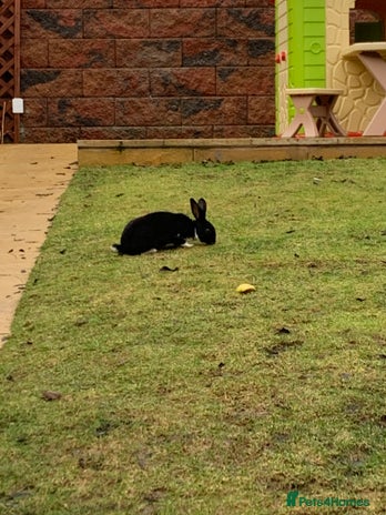 Rex rabbits Male Rex rabbit for sale - Advert 1