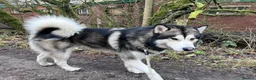 Alaskan Malamute dogs for stud: Alaskan Malamute for Stud   in Oldham - Advert 11