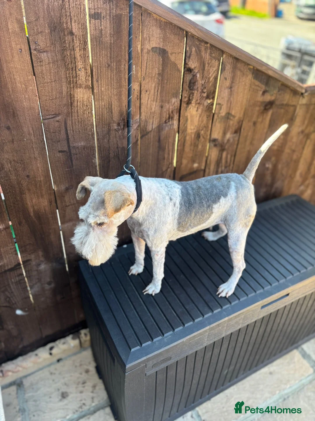Fox Terrier dogs for sale: Beautiful Fox Terrier Girl (Roxy) - Advert 2