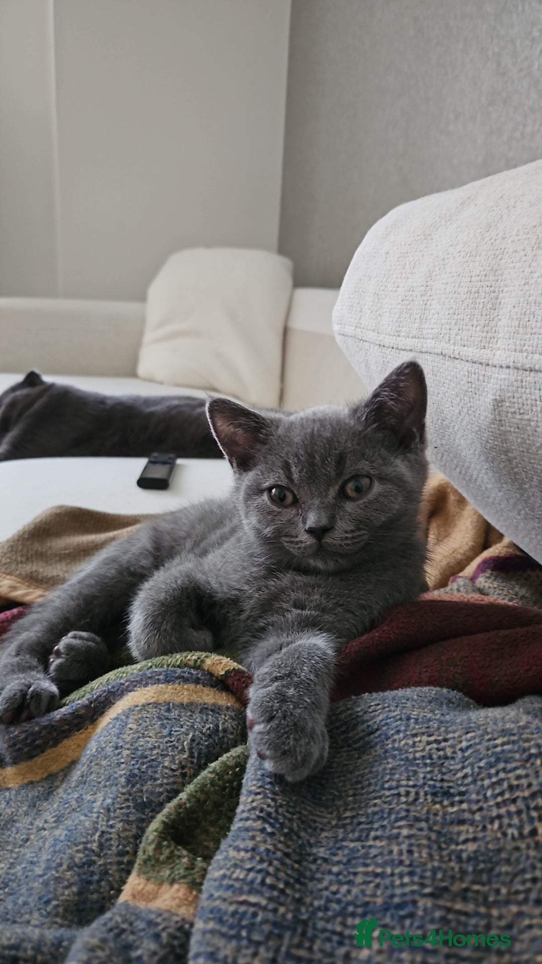 Scottish Fold cats for sale: 🐱British Shorthair x Scottish Fold Kittens🐱 - Advert 27