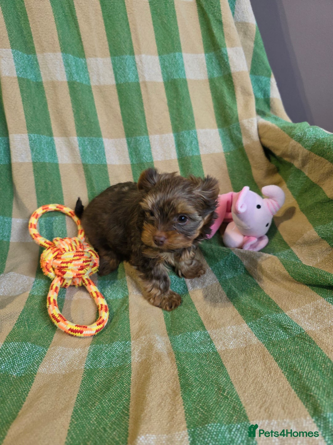 Yorkshire Terrier dogs for sale: Cocos' babies - Advert 10