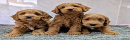 Cockapoo dogs for sale: Licensed breeder, health tested F1 cockapoo pups - Advert 14