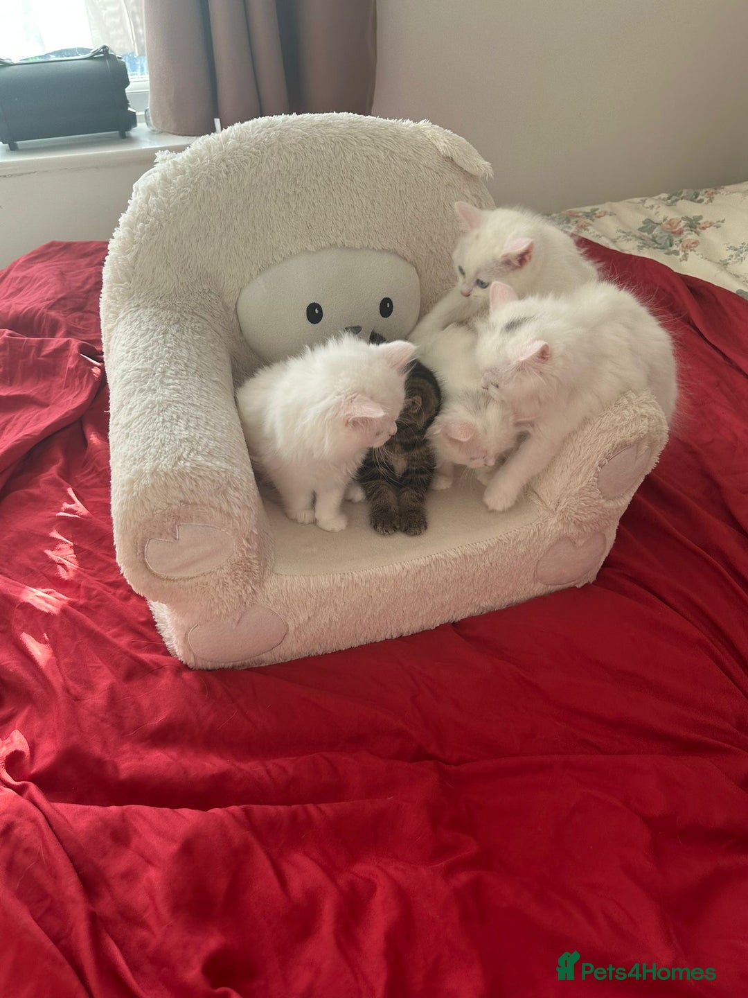 Mixed Breed cats for sale: 4 beautiful kitten - Image 22
