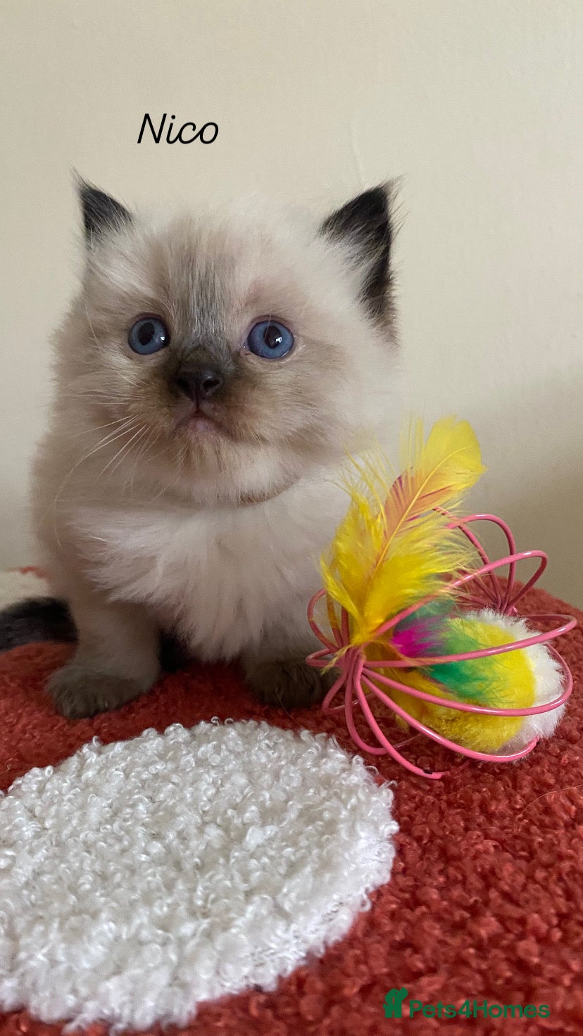 Ragdoll cats Pure breed ragdoll kittens  - Advert 10