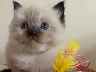 Ragdoll cats Pure breed ragdoll kittens - Advert 10