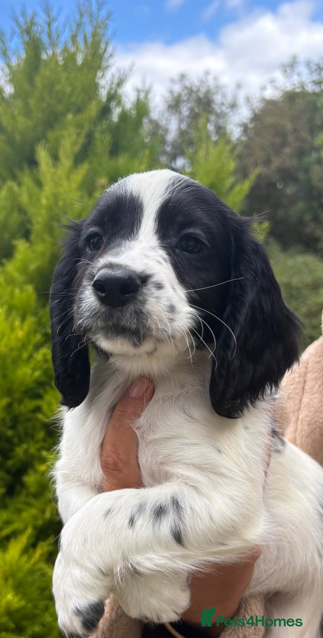Sprocker dogs Beautiful Sprocker Puppies - Advert 10