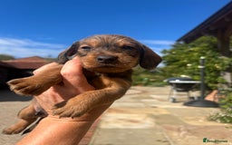 Dachshund dogs for sale: Standard Wire hair Pups available!! - Image 19