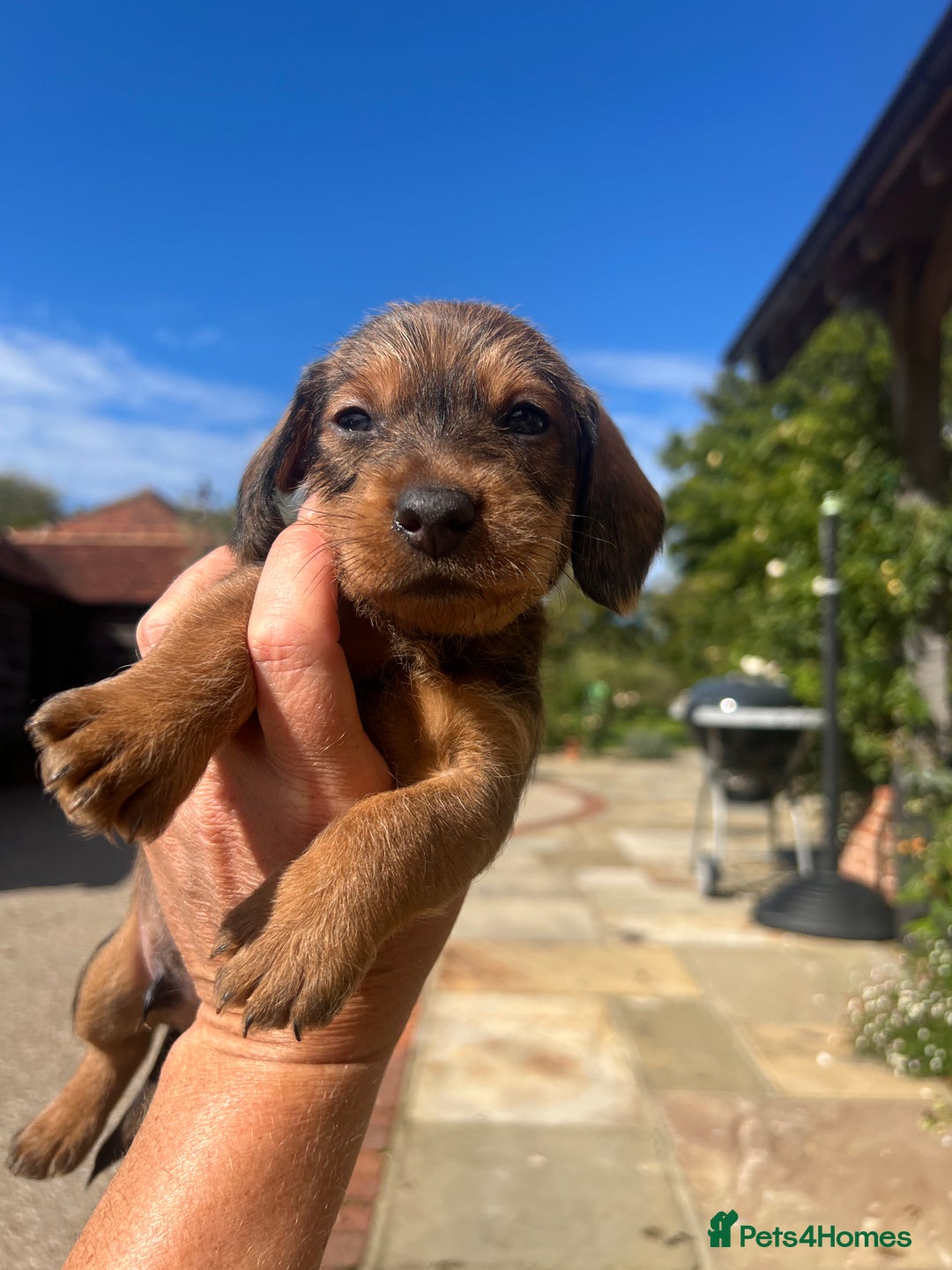 Dachshund dogs for sale: Standard Wire hair Pups available!! - Image 19