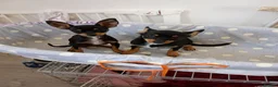Miniature Pinscher dogs for sale: For Sale  - Advert 3