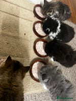 Mixed Breed cats - Advert 8