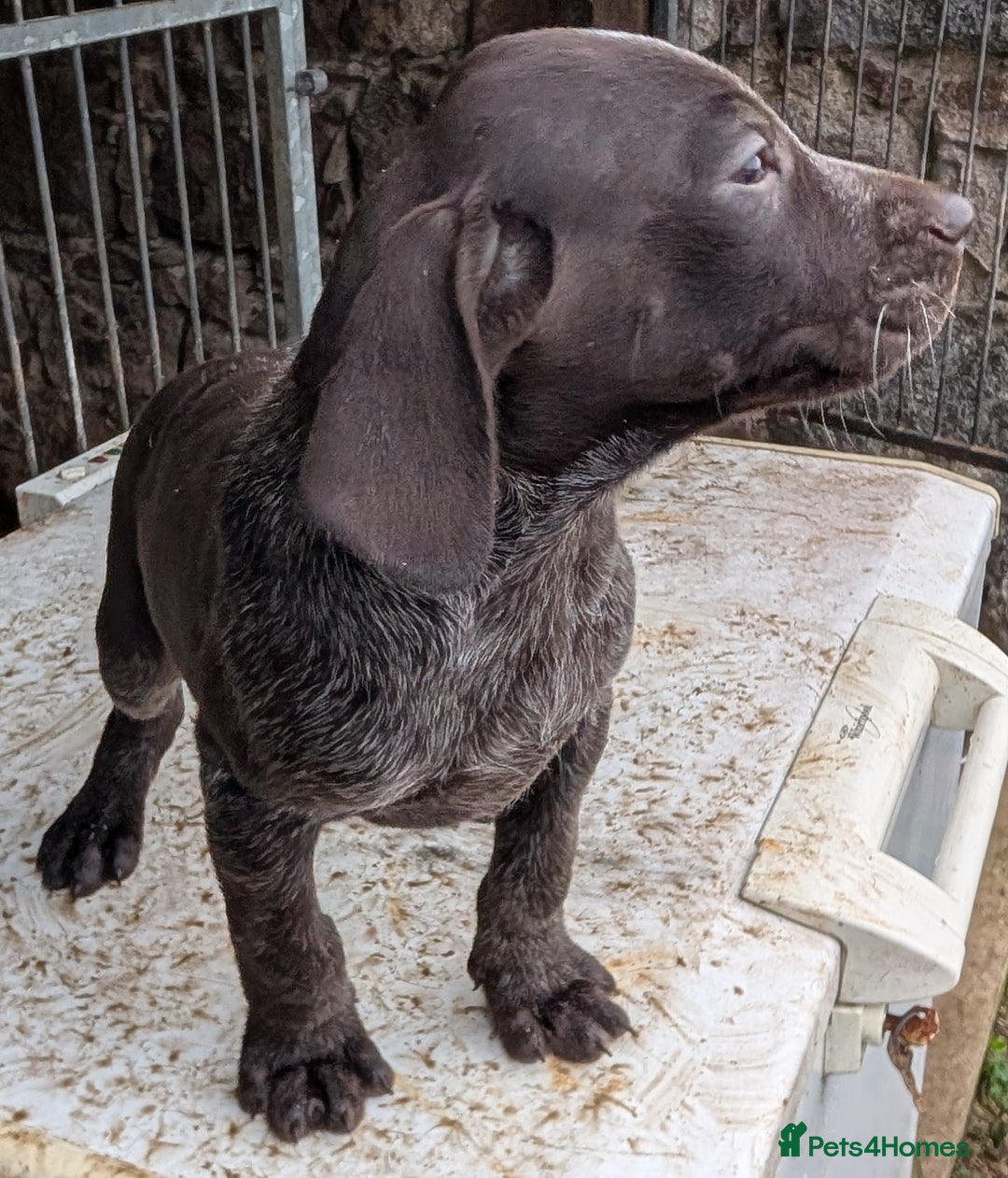German Wirehaired Pointer dogs for sale: German Wirehaired Pointer Pups - Advert 3