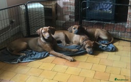 Rhodesian Ridgeback dogs for sale: LADYLIUWA KC REG. LITTER: LAST TWO PUPS FOR SALE in Grantham - Image 2