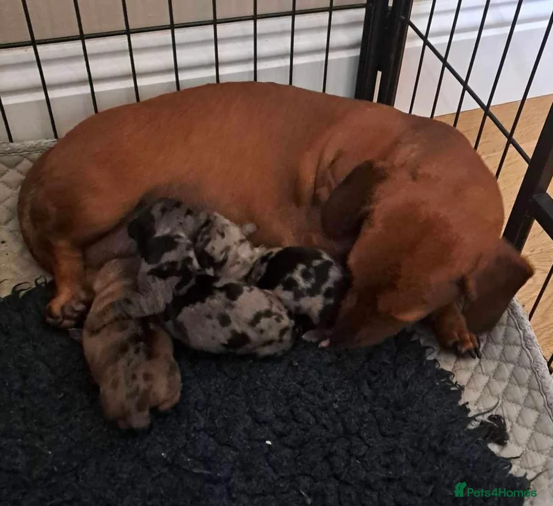 Miniature Dachshund dogs for stud: SLICE - Super Chocolate Dapple Miniature Stud in Dalry - Advert 14