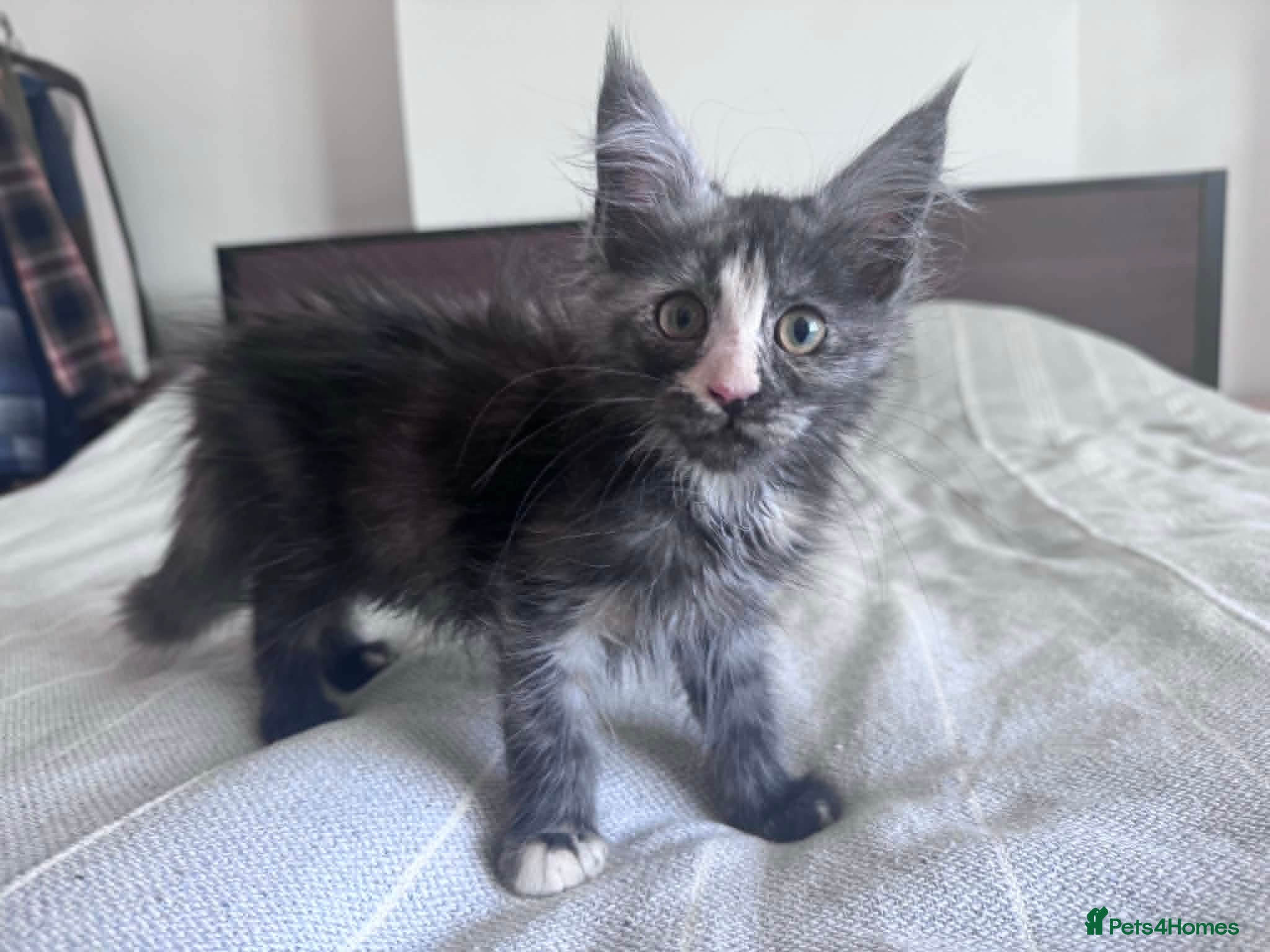 Maine Coon cats Maine Coon Registered kittens Free delivery! - Advert 15