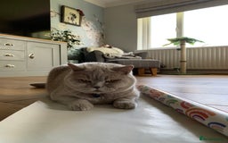 British Shorthair cats for sale: Lilac British Shorthair re-homing as only female  - Image 9