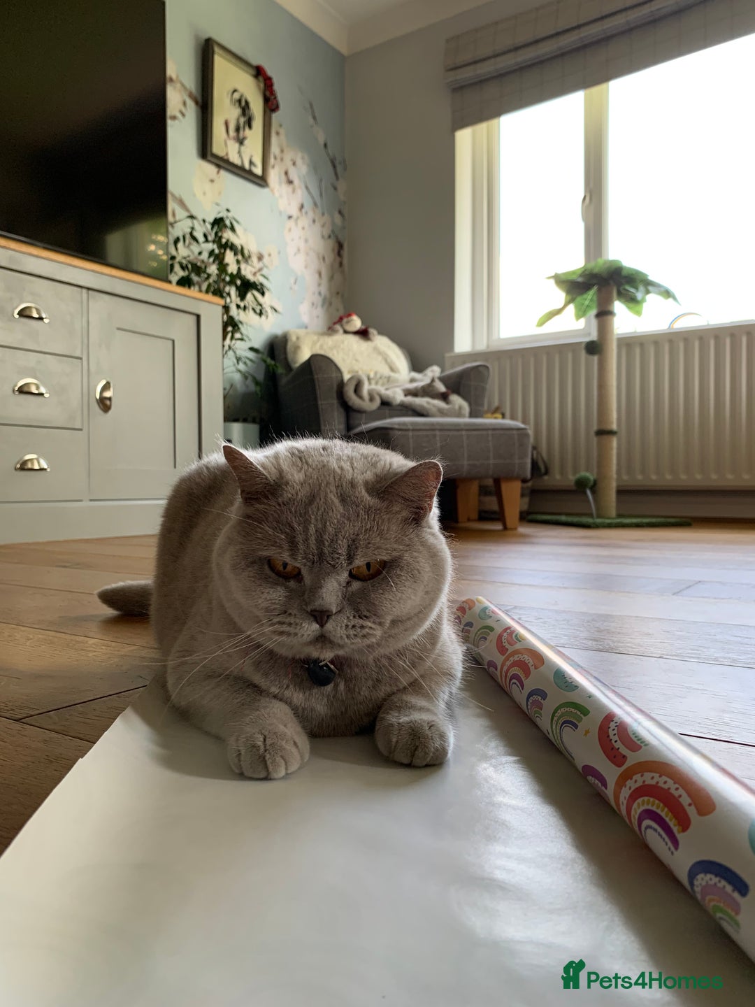 British Shorthair cats for sale: Lilac British Shorthair re-homing as only female  - Image 9