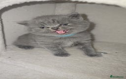 British Shorthair cats for sale: First Litter British Shorthair Pedigree Breed Blue - Image 13