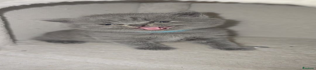 British Shorthair Kitten 3